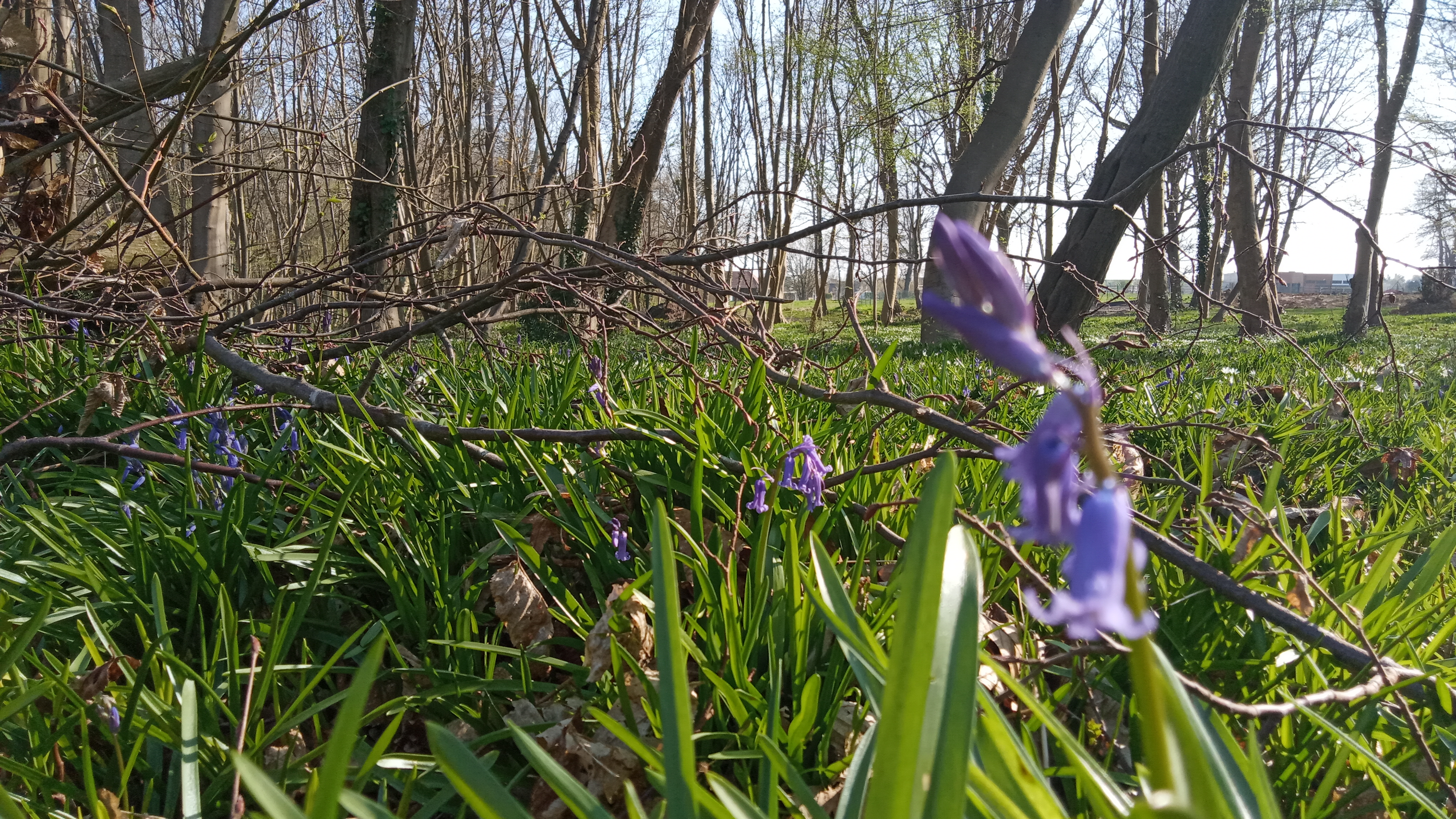 Forêt jacinthe des bois